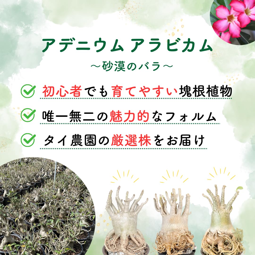 Amazon｜アデニウム アラビカム 鉢植え (5号) 砂漠のバラ デザート